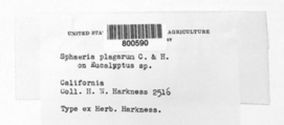 Sphaeria plagarum image